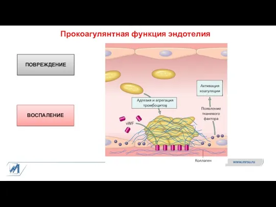 Прокоагулянтная функция эндотелия ПОВРЕЖДЕНИЕ ВОСПАЛЕНИЕ