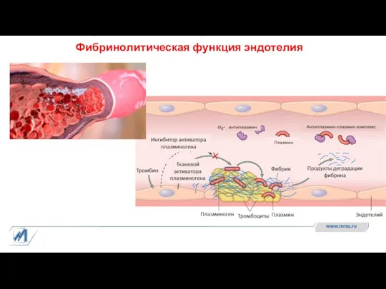 Фибринолитическая функция эндотелия