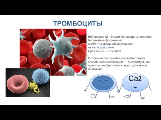 ТРОМБОЦИТЫ Са2+ Небольшие (2—9 мкм) безъядерные плоские бесцветные форменные элементы крови, образующиеся