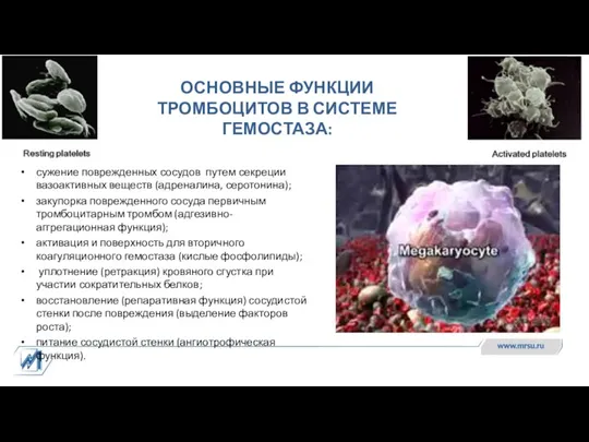 ОСНОВНЫЕ ФУНКЦИИ ТРОМБОЦИТОВ В СИСТЕМЕ ГЕМОСТАЗА: сужение поврежденных сосудов путем секреции вазоактивных