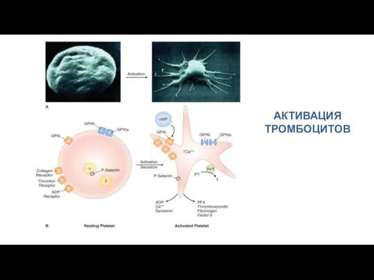 АКТИВАЦИЯ ТРОМБОЦИТОВ