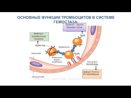 Фактор фон Виллебранда Дефицит: болезнь фон Виллебранда Дефицит: сидром Бернара-Сулье ОСНОВНЫЕ ФУНКЦИИ ТРОМБОЦИТОВ В СИСТЕМЕ ГЕМОСТАЗА: