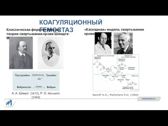 КОАГУЛЯЦИОННЫЙ ГЕМОСТАЗ Классическая ферментативная теория свертывания крови Шмидта-Моравица А. А. Шмидт (1872),