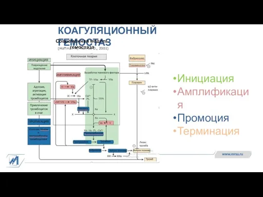 КОАГУЛЯЦИОННЫЙ ГЕМОСТАЗ Современная модель гемостаза (Hoffman M, Monroe D., 2001) Инициация Амплификация Промоция Терминация