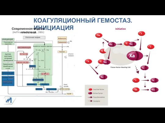 КОАГУЛЯЦИОННЫЙ ГЕМОСТАЗ. ИНИЦИАЦИЯ Современная модель гемостаза (Hoffman M, Monroe D., 2001)