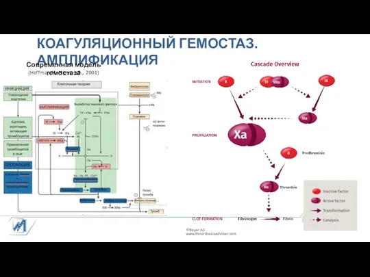 КОАГУЛЯЦИОННЫЙ ГЕМОСТАЗ. АМПЛИФИКАЦИЯ Современная модель гемостаза (Hoffman M, Monroe D., 2001)