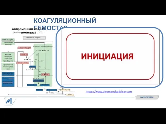 КОАГУЛЯЦИОННЫЙ ГЕМОСТАЗ Современная модель гемостаза (Hoffman M, Monroe D., 2001) https://www.thrombosisadviser.com