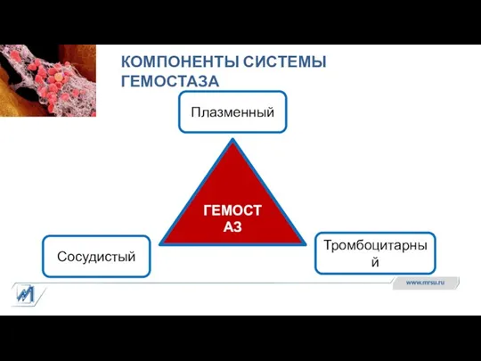 КОМПОНЕНТЫ СИСТЕМЫ ГЕМОСТАЗА ГЕМОСТАЗ Плазменный Тромбоцитарный Сосудистый