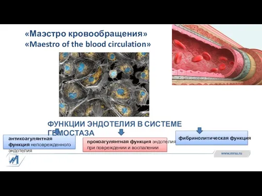 ФУНКЦИИ ЭНДОТЕЛИЯ В СИСТЕМЕ ГЕМОСТАЗА антикоагулянтная функция неповрежденного эндотелия прокоагулянтная функция эндотелия