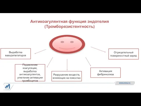 Антикоагулянтная функция эндотелия (Тромборезистентность) Выработка вазодилататоров Подавление коагуляции, выработка антикоагулянтов, угнетение активации