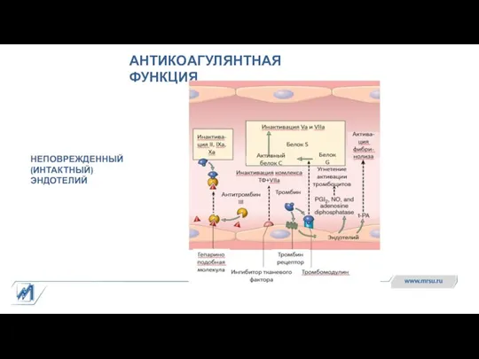 АНТИКОАГУЛЯНТНАЯ ФУНКЦИЯ НЕПОВРЕЖДЕННЫЙ (ИНТАКТНЫЙ) ЭНДОТЕЛИЙ