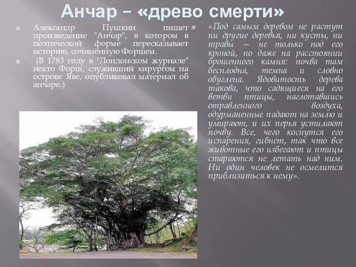 Анчар – «древо смерти» Александр Пушкин пишет произведение "Анчар", в котором в