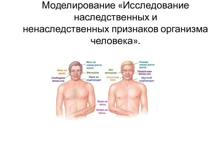 Моделирование «Исследование наследственных и ненаследственных признаков организма человека».