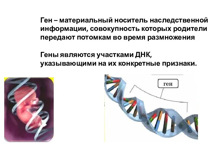 Ген – материальный носитель наследственной информации, совокупность которых родители передают потомкам во