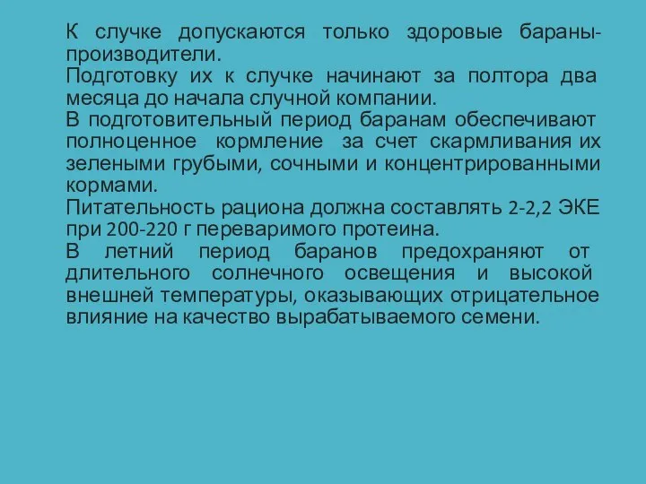 К случке допускаются только здоровые бараны-производители. Подготовку их к случке начинают за