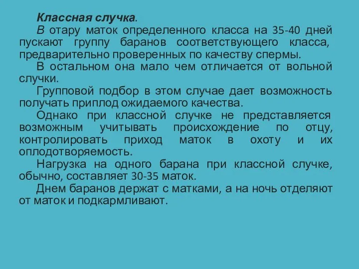 Классная случка. В отару маток определенного класса на 35-40 дней пускают группу