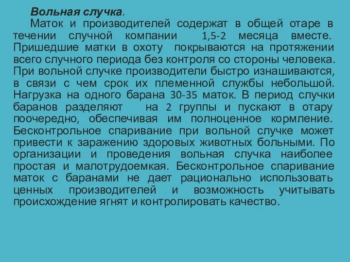 Вольная случка. Маток и производителей содержат в общей отаре в течении случной