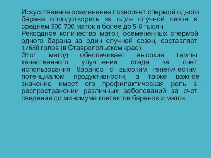 Искусственное осеменение позволяет спермой одного барана оплодотворить за один случной сезон в