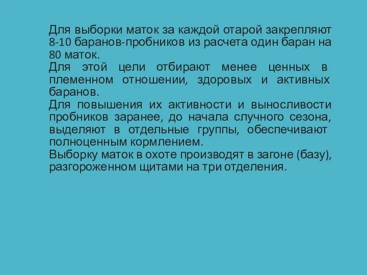 Для выборки маток за каждой отарой закрепляют 8-10 баранов-пробников из расчета один