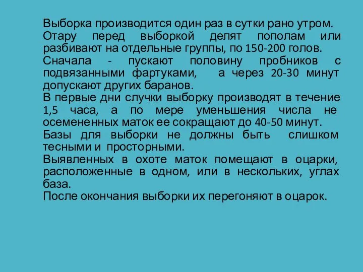 Выборка производится один раз в сутки рано утром. Отару перед выборкой делят