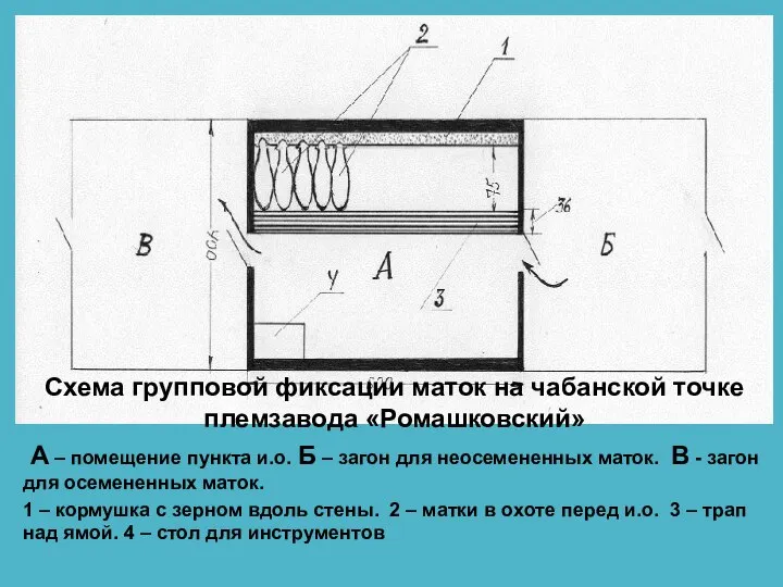 Схема групповой фиксации маток на чабанской точке племзавода «Ромашковский» А – помещение