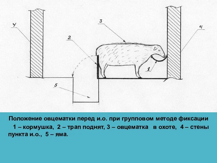 Положение овцематки перед и.о. при групповом методе фиксации 1 – кормушка, 2