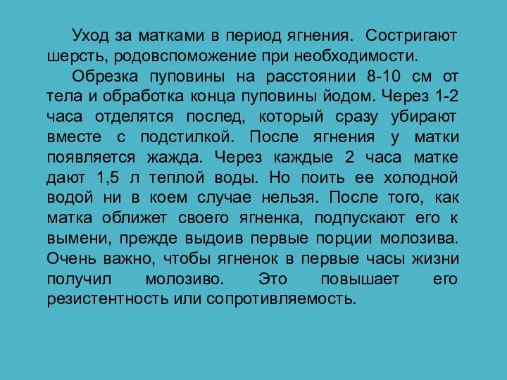 Уход за матками в период ягнения. Состригают шерсть, родовспоможение при необходимости. Обрезка