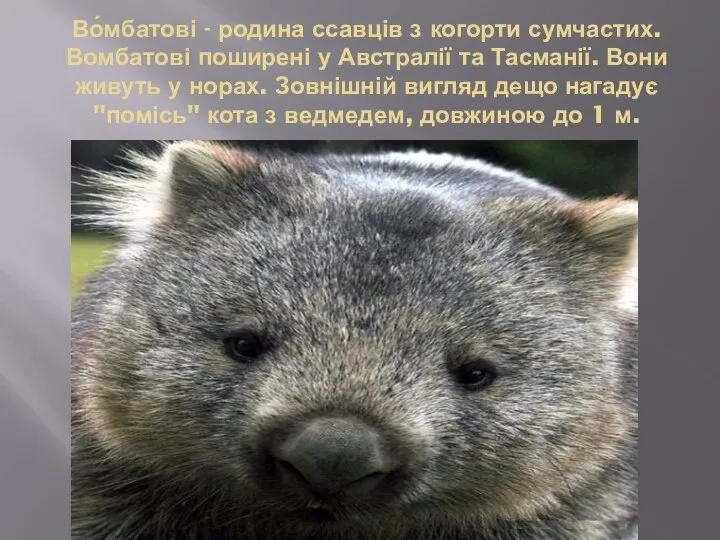 Во́мбатові - родина ссавців з когорти сумчастих. Вомбатові поширені у Австралії та
