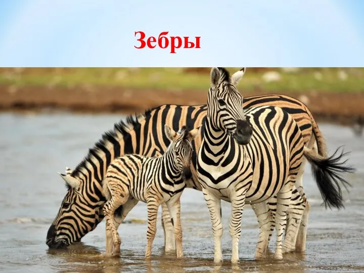 Зебры