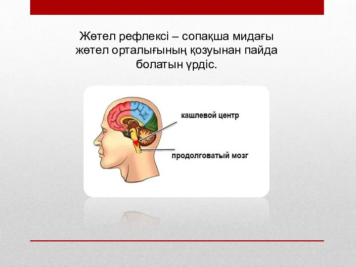 Жөтел рефлексі – сопақша мидағы жөтел орталығының қозуынан пайда болатын үрдіс.