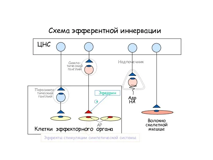 Эффекты стимуляции симпатической системы Схема эфферентной иннервации АР ЦНС Симпа- тический ганглий