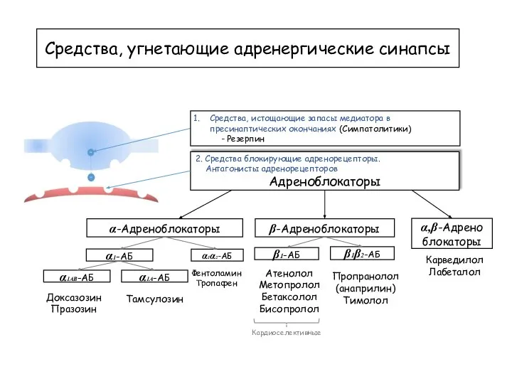 Средства, угнетающие адренергические синапсы 2. Средства блокирующие адренорецепторы. Антагонисты адренорецепторов Адреноблокаторы α-Адреноблокаторы