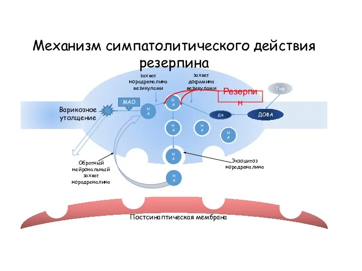 НА НА НА МАО ДА ДОФА НА Тир Варикозное утолщение Механизм симпатолитического