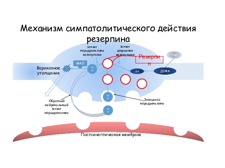 НА НА НА МАО ДА ДОФА Тир Варикозное утолщение Механизм симпатолитического действия