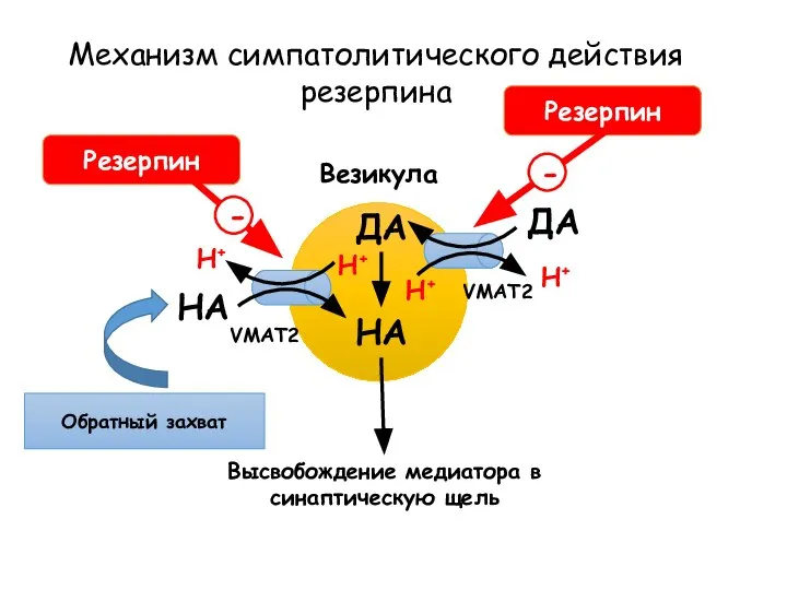 Механизм симпатолитического действия резерпина Везикула НА Обратный захват ДА ДА НА Высвобождение