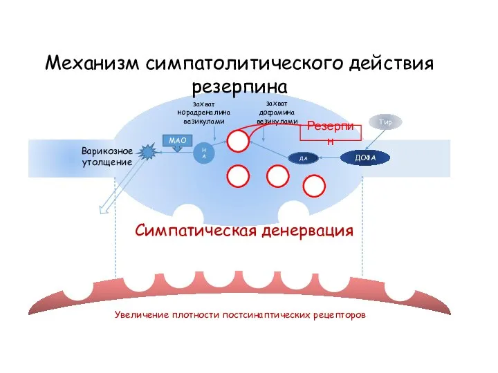 НА НА МАО ДА ДОФА Тир Варикозное утолщение Механизм симпатолитического действия резерпина