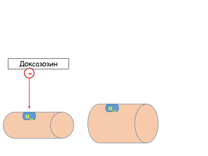 α1в Доксазозин - α1в