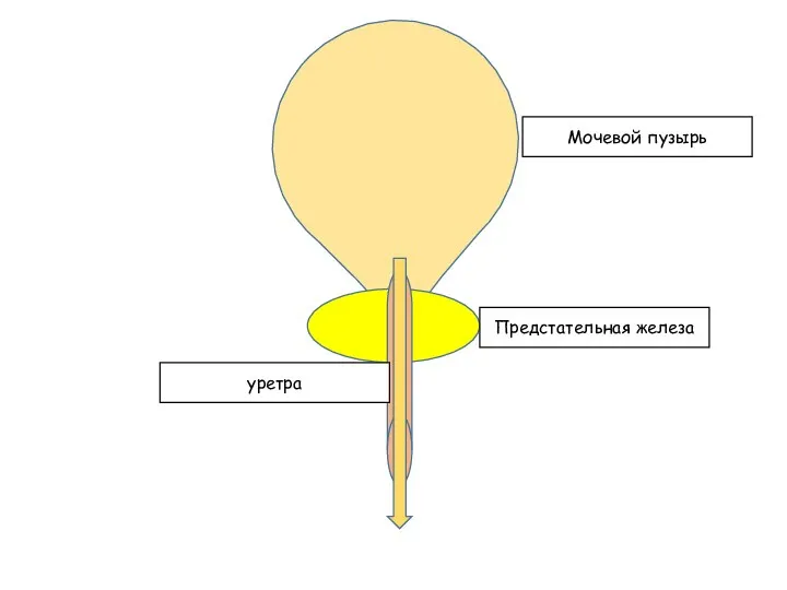 Мочевой пузырь уретра Предстательная железа