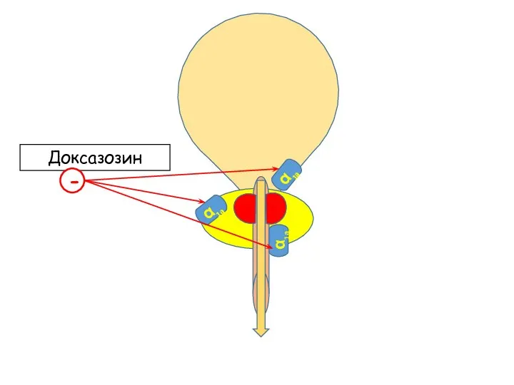 α1а α1а α1а Доксазозин -