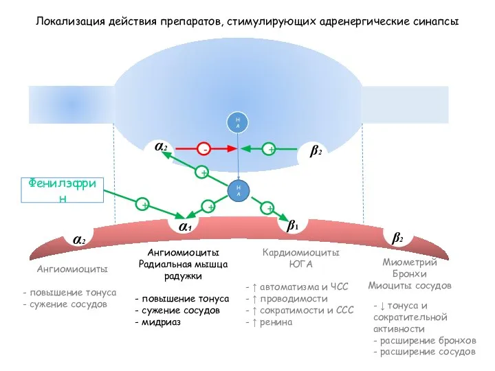 НА Локализация действия препаратов, стимулирующих адренергические синапсы β1 α1 β2 α2 β2