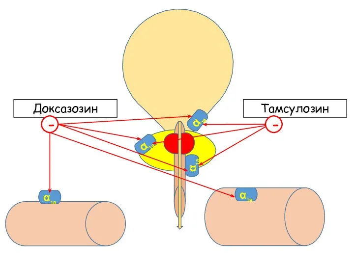 α1а α1а α1а α1в Доксазозин - Тамсулозин - α1в