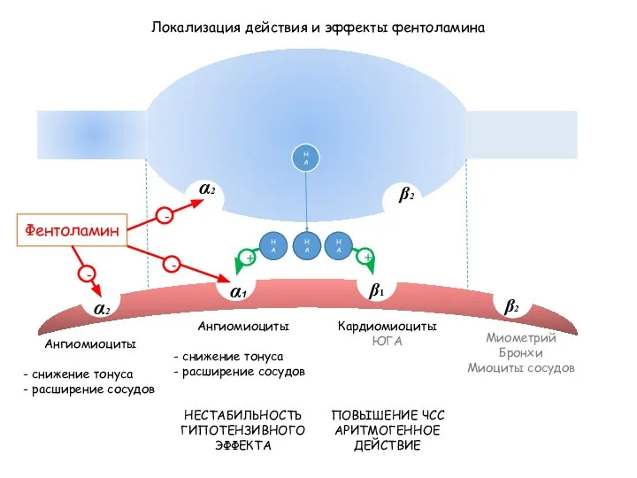 НА Локализация действия и эффекты фентоламина β1 α1 β2 α2 β2 α2