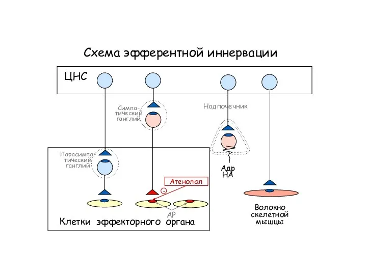 Схема эфферентной иннервации Клетки эффекторного органа АР ЦНС Симпа- тический ганглий Парасимпа-