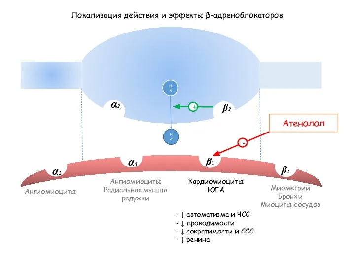 НА Локализация действия и эффекты β-адреноблокаторов β1 α1 β2 α2 β2 α2