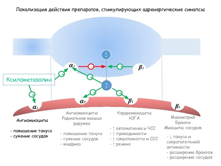 НА Локализация действия препаратов, стимулирующих адренергические синапсы β1 α1 β2 α2 β2