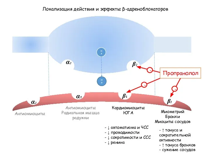 НА Локализация действия и эффекты β-адреноблокаторов β1 α1 β2 α2 β2 α2