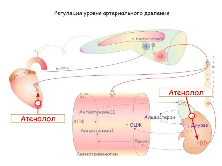 Атенолол - Атенолол -