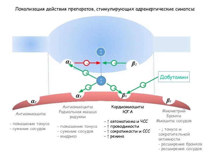 НА Локализация действия препаратов, стимулирующих адренергические синапсы β1 α1 β2 α2 β2