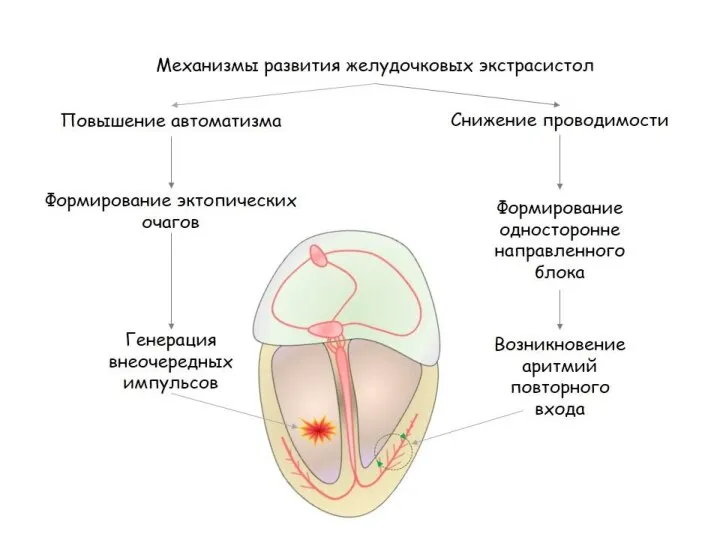 β1-Адреноблокаторы Механизм антиаритмического действия Блокада β1-адренорецепторов атипичных кардиомиоцитов Уменьшение автоматизма Уменьшение проводимости