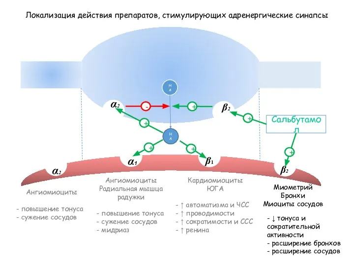 НА Локализация действия препаратов, стимулирующих адренергические синапсы β1 α1 β2 α2 β2